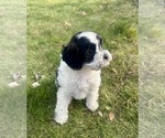 Puppy Hank Williams Cavapoo (Miniature)