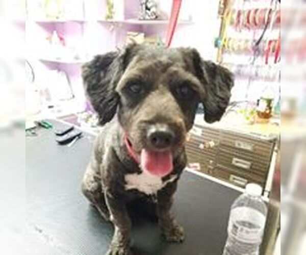 Medium Photo #1 Cocker Spaniel-Unknown Mix Puppy For Sale in Missouri City, TX, USA