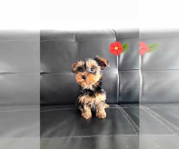 Medium Photo #1 Yorkshire Terrier Puppy For Sale in CEDAREDGE, CO, USA