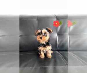 Yorkshire Terrier Dog for Adoption in CEDAREDGE, Colorado USA