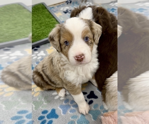 Medium Photo #32 Miniature Australian Shepherd Puppy For Sale in ANTHONY, FL, USA