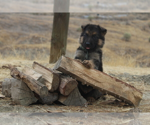 German Shepherd Dog Puppy for sale in HEMET, CA, USA