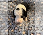 Puppy Maggie Bernedoodle (Miniature) (+ Poodle Miniature)