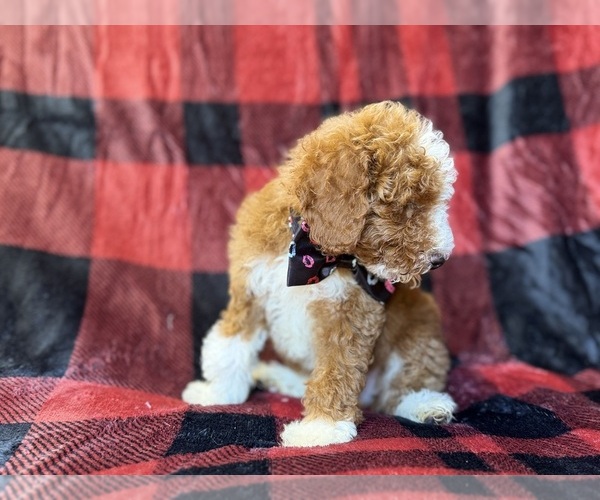 Medium Photo #6 Poodle (Miniature) Puppy For Sale in LAKELAND, FL, USA
