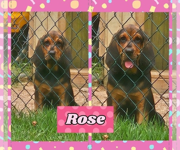 Medium Photo #4 Bloodhound Puppy For Sale in TOCCOA, GA, USA