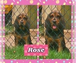 Small #3 Bloodhound