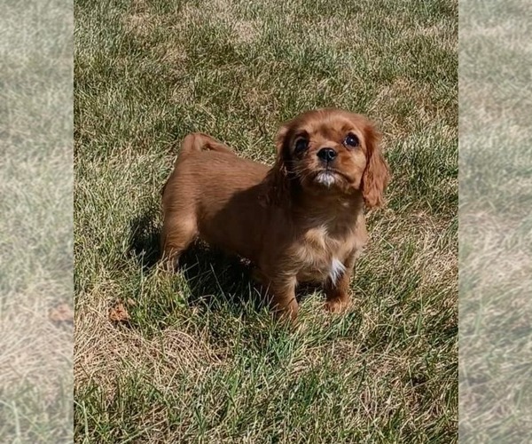 Medium Photo #4 Cavalier King Charles Spaniel Puppy For Sale in PORTAGE, MI, USA