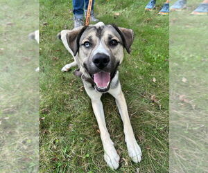 Cargo - Male Siberian Husky-Unknown Mix Dog for Adoption - Photo #4