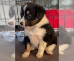 Puppy White Foot Border Collie-Papillon Mix