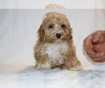 Small #2 Cockapoo (Miniature)