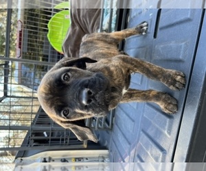 Mastiff Puppy for sale in MEADOW VISTA, CA, USA