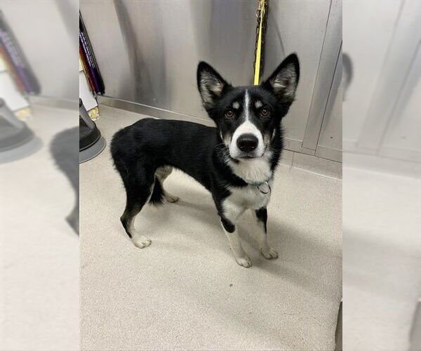 Medium Photo #1 - Mix Puppy For Sale in Fairbanks, AK, USA