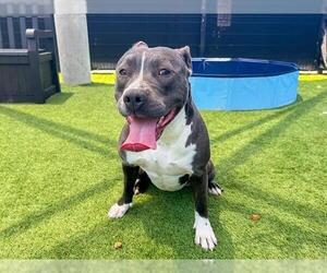 American Pit Bull Terrier Dogs for adoption in Orange, CA, USA