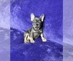 Small Photo #12 French Bulldog Puppy For Sale in KENNESAW, GA, USA