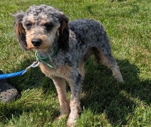 Father of the Cavapoo puppies born on 06/28/2025