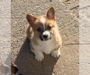 Pembroke Welsh Corgi Puppy for sale in BRIGGSDALE, CO, USA