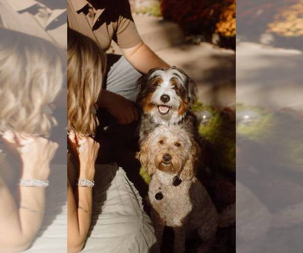 Medium Photo #11 Golden Mountain Doodle  Puppy For Sale in JIM FALLS, WI, USA