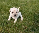 Small #9 Cocker-Pei