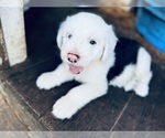 Puppy Puppy 2 Old English Sheepdog