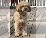 Small #4 Maltipoo (Miniature)