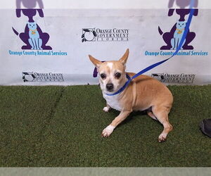 Chihuahua Dogs for adoption in Orlando, FL, USA