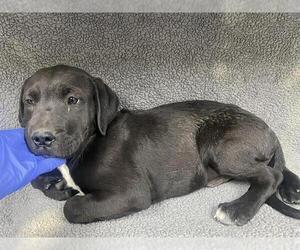 Labrador Retriever-Unknown Mix Dogs for adoption in HESPERIA, CA, USA