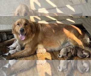 Mother of the Golden Retriever puppies born on 08/04/2026