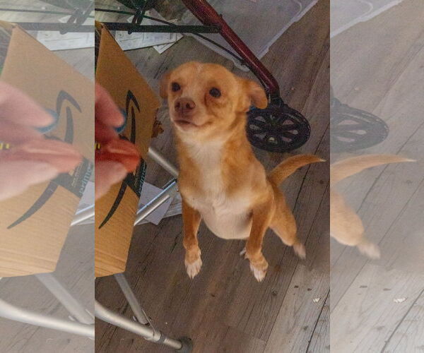 Medium Photo #11 Chihuahua Puppy For Sale in MIDWAY, UT, USA