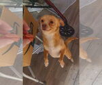 Small #10 Chihuahua