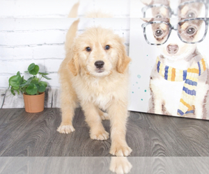 Goldendoodle (Miniature) Puppy for sale in RED LION, PA, USA
