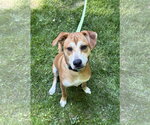 Small #4 Feist Terrier Mix