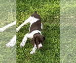 Puppy Hank Brittany