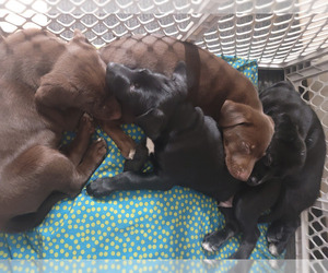 German Shorthaired Lab Puppy for sale in TAUNTON, MA, USA