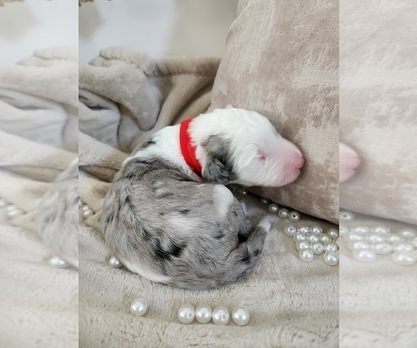 Medium Photo #80 Sheepadoodle Puppy For Sale in LEHI, UT, USA
