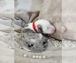 Small Photo #80 Sheepadoodle Puppy For Sale in LEHI, UT, USA