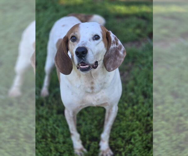 Medium Photo #3 Mutt Puppy For Sale in Bardstown, KY, USA