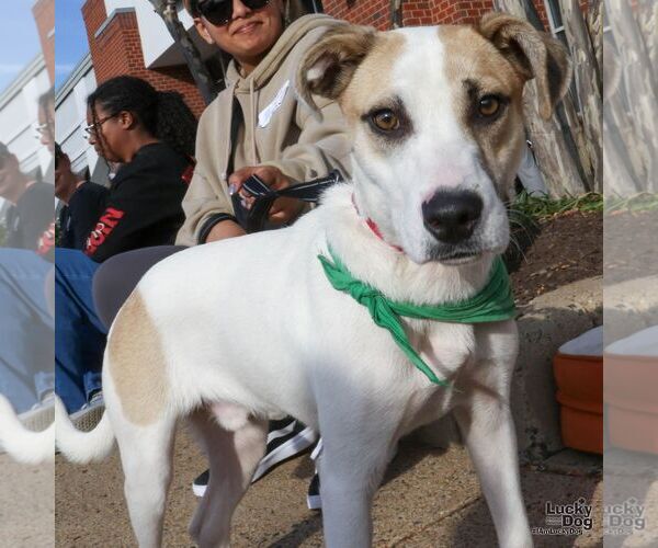 Medium Photo #4 Labrador Retriever-Unknown Mix Puppy For Sale in Washington, DC, USA