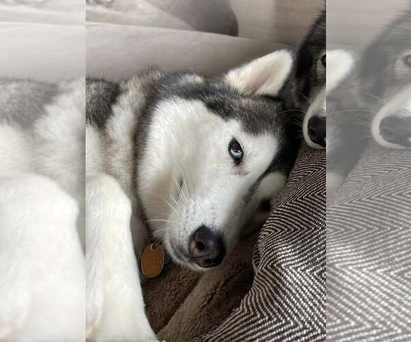 Medium Photo #5 Siberian Husky Puppy For Sale in Carrollton, TX, USA