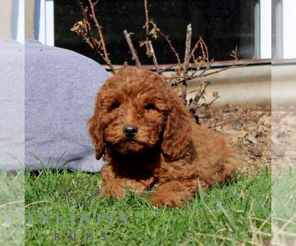 Medium Photo #2 Goldendoodle (Miniature) Puppy For Sale in AIRVILLE, PA, USA