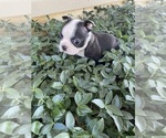 Small #2 Boston Terrier