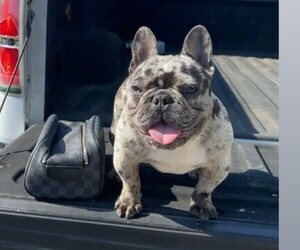 Father of the French Bulldog puppies born on 04/23/2025