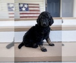 Small Photo #3 Aussiedoodle Puppy For Sale in CONWAY, MO, USA