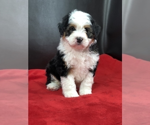 Medium Photo #7 Miniature Bernedoodle Puppy For Sale in SUGARCREEK, OH, USA