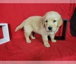 Puppy 4 Golden Retriever