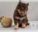 Small Photo #2 Pomsky Puppy For Sale in BURNS TWNSHP, MN, USA