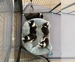 Small Photo #2 Border Collie Puppy For Sale in GOSHEN, KY, USA