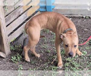 American Staffordshire Terrier-Unknown Mix Dogs for adoption in San Antonio, TX, USA