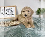 Small #2 Goldendoodle (Miniature)