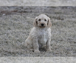 Small Photo #7 Goldendoodle Puppy For Sale in MEMPHIS, MO, USA