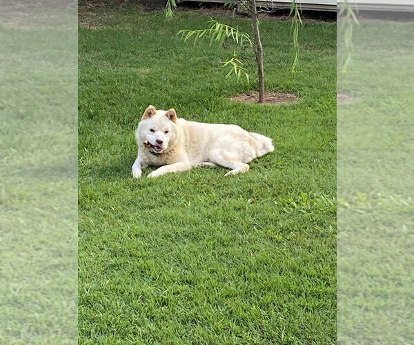 Medium Photo #4 Samoyed-Unknown Mix Puppy For Sale in Brewster, NY, USA